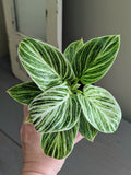 Philodendron Birkin White Measure