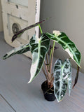 Alocasia Bambino Variegated Pink & White - Actual Plant