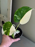 Monstera Thai Constellation