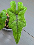 Alocasia Jacklyn