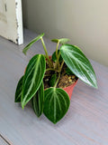 Peperomia Maculosa