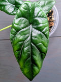 Alocasia Quilted Dreams