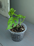 Monstera Adansonii