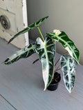 Alocasia Bambino Variegated Pink & White - Actual Plant