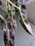 Alocasia Bambino Variegated Pink & White - Actual Plant