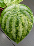 Peperomia Gold Dust Variegated Watermelon