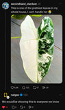 Alocasia Frydek Variegated