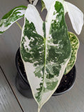 Alocasia Frydek Variegated