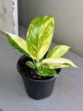 Philodendron Green Congo Nuclear Variegated
