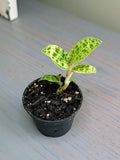 Macodes Petola Lightning Jewel Orchid