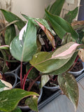 Philodendron Pink Princess