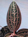 Black Velvet Ludisia Discolor Marble Jewel Orchid