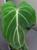 Philodendron Gloriosum Dark Form