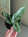 Alocasia Dragon Wing
