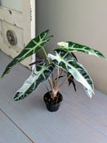Alocasia Bambino Variegated Pink & White - Actual Plant