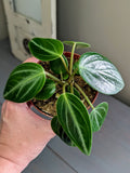Peperomia Maculosa