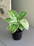 Philodendron Birkin White Measure