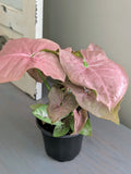 Syngonium Pink Perfection