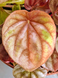 Peperomia Quito Bright Orange