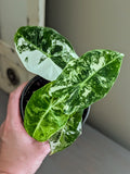 Alocasia Frydek Variegated