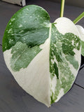 Monstera Thai Constellation