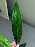 Anthurium Big Bill