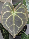 Anthurium Clarinervium Hybrid
