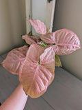 Syngonium Pink Perfection