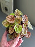 Peperomia Quito Bright Orange