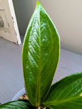 Anthurium Cobra
