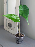 Alocasia Sumo Black Veins