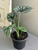 Alocasia White Dragon