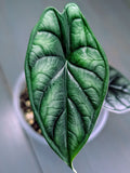 Alocasia Dragon Scale