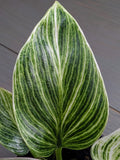 Philodendron Birkin White Measure
