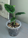 Alocasia Quilted Dreams