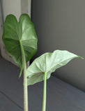 Alocasia Sumo Black Veins