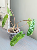 Philodendron Paraiso Verde