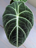 Alocasia Black Velvet