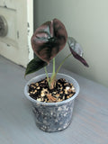 Alocasia Cuprea Red Secret