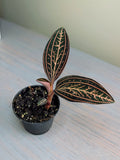Black Velvet Ludisia Discolor Marble Jewel Orchid