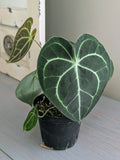 Anthurium Clarinervium Hybrid