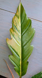 Philodendron Caramel Marble Pluto - Actual Plant
