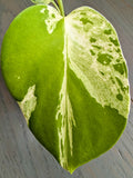 Monstera Bulbasaur - Actual Plant