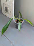 Philodendron Joepii