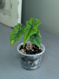 Alocasia Jacklyn