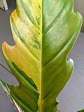 Philodendron Caramel Marble Pluto - Actual Plant