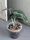Alocasia Black Velvet