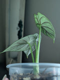 Alocasia Dragon Scale
