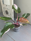 Philodendron Pink Princess