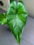 Alocasia Sumo Black Veins